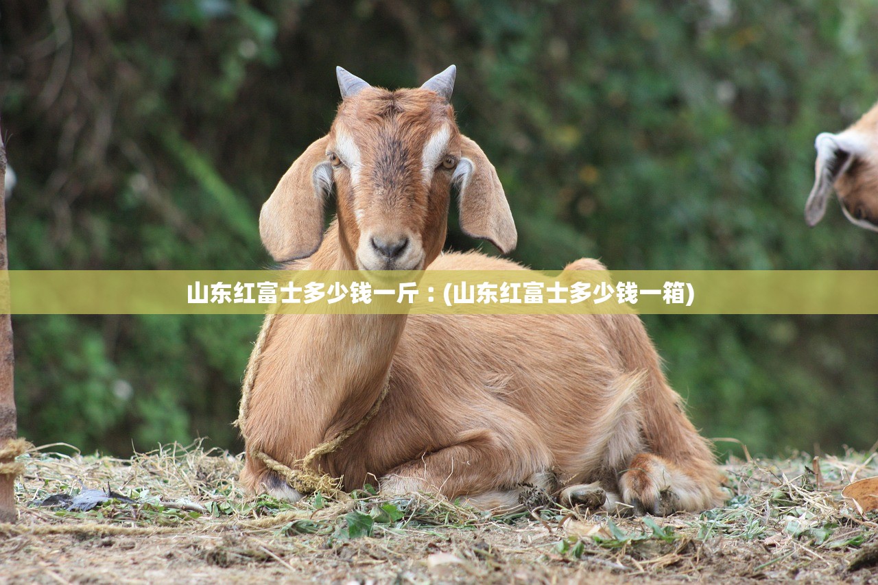 山东红富士多少钱一斤︰(山东红富士多少钱一箱)