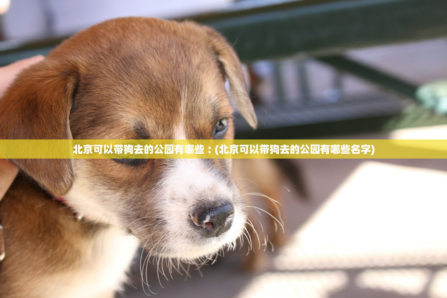 北京可以带狗去的公园有哪些︰(北京可以带狗去的公园有哪些名字)